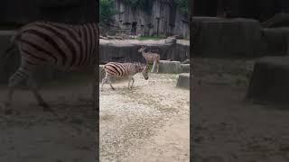 The zoo part 2