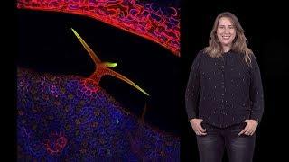 Siobhan Braybrook (UCLA) 1: The Cell Wall