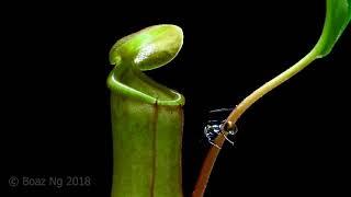 Time Lapse - Nepenthes kills an ant