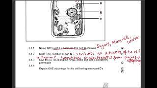 Grade 10 Cells EXAM QUESTION (Answered) | Life Science| Plant and animal cells| Past Exam Paper