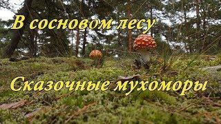 Сосновый лес / Мухоморы