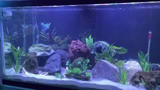 Cichlid scape