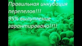 Правильная инкубация перепелов, 95% вылупление гарантировано!!!! Из 180 оплод яиц, 172 цыпленка!