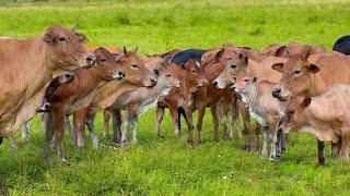 Video Hewan ternak Sapi - Suara Sapi Lembu di Ladang Memanggil Kawan untuk Pulang ke kandang di desa