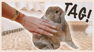 HOW TO PLAY WITH YOUR RABBIT (part 2!)