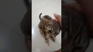 kucing cimoy manja