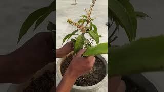 आम कलम करने का तरीका । आम की कटिंग कैसे लगाए। आम की कटिंग कब करे।। gardening sikhe