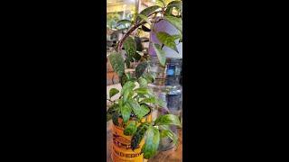 Black Pagoda Lipstick Plant I Care