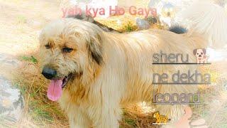 sheru ne dekha Sher  baan Gaddi dog bhutiya puppy ️#gaddi
