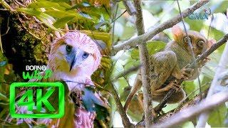 Born to be Wild: Documenting Philippine eagle and Philippine tarsier in 4K | Full episode