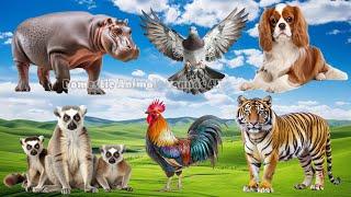 Funny Farm Animal Moments: Horse, Rabbit, Tiger, Rhinoceros, Racoon, Ant - Animal Sounds