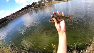 fishing Ben Chifley dam for redfin