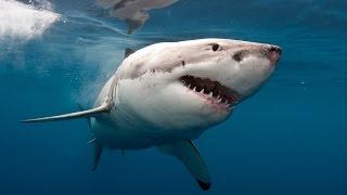 Professional Surfer Greg Long's Close Encounter With a Shark