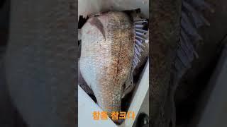 [통영여행]명절선물 통영연명항 참돔[만지도연대도][통영섬여행][통영가볼만한곳][만지도배타는곳][만지도직항][연대도배타는곳][통영맛집][통영1박3식][통영멸치][통영펜션]