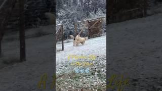 ️ A Pyrenees in Snow ️ #shorts #snowday #greatpyrenees #homestead #appalachiashomesteadwithpatara