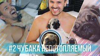 #2 Чубака непотопляемый / Мопс и водные процедуры