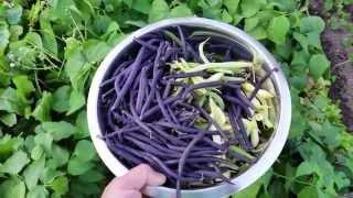 How to Grow Garden Beans