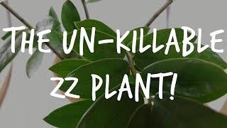 The "Unkillable" ZZ Plant: Complete Zamioculcas Care Guide