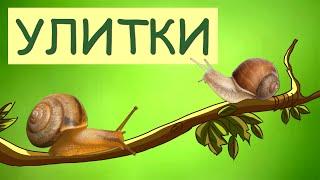 Snails | Snail Animal Facts | The Wonderful World of Invertebrates