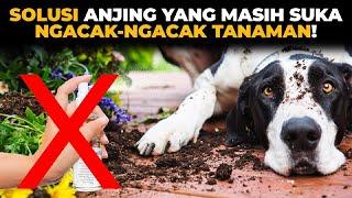 SOLUSI ANJING YANG SUKA NGACAK-NGACAK TANAMAN DI RUMAH ⁉