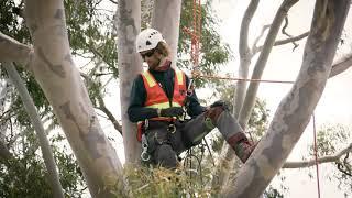 VSC Arboriculture Tree Climbing 1920x1080 F01