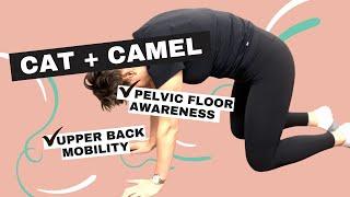 Cat and Camel | Pelvic Floor Therapy