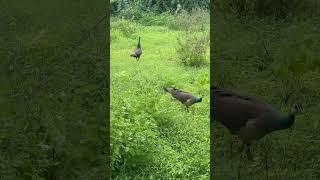 #peacock #ytshorts