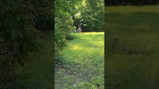 DID YOU SEE THAT!  I WAS SO CLOSE! #homestead #love #offgrid #happy #deer #wildanimal  #awesome