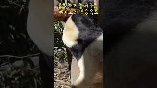 사육사님 부르는 소리에 빠르게 달려가는 푸바오 #선수핑 #푸바오 #fubao #푸공주 #용인푸
