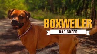 Boxweiler: The Powerful Boxer & Rottweiler Mix You Need to Know!