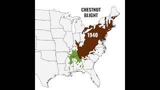 American Chestnut Blight Map