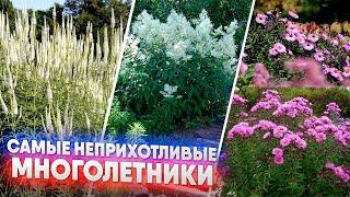 Самые неприхотливые многолетники