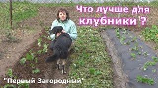 Три способа осенней посадки клубники. Три вида мульчирования - агроволокно, скошенная трава, опилки.