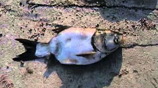 Деформированный толстолобик ! Deformed carp