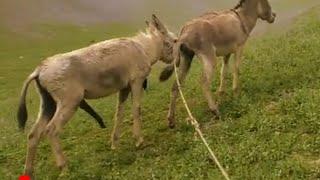 donkey mating 17 | horse mating | horse breeding | donkey breeding | horses mating numberdar vlog