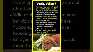 Rabbits Eat their own Poop? #didyouknow