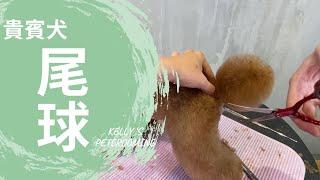 貴賓犬的尾球修剪｜凱莉老師 Groomer Kelly｜寵物美容教學｜Poodle's Tail Pet Grooming