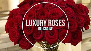 Luxury Roses in Ukraine