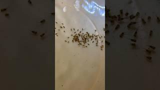 WHAT ARE THESE?Parrot Fish Breeding|NEW Batch Hatching
