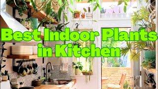 10 Best Indoor Plants that you can grow in kitchen | Decorate kitchen with beautiful House plants