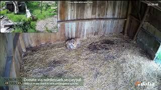 Amur tiger cubs playing at Nordens Ark