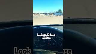 Why didn’t they fly away  #memes #funny #chicken #seagulls #driving #viralvideo