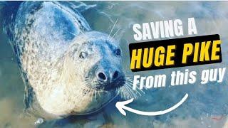 River Ribble Seal & Saving a HUGE PIKE