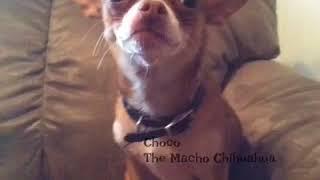 Choco the Macho Chihuahua has a monster in the closet.