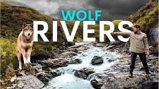 How Wolves Will Restore Britain's Rivers