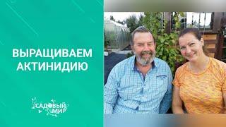 Ягодная  лиана Актинидия коломикта. Размножение и уход. Советы доктора б.н. Фурсова Н. П.