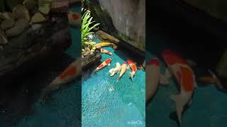 simple setup pond koi fishes 