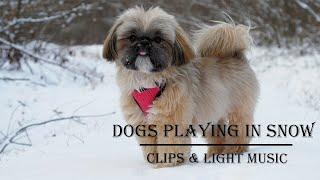 Dogs Playing in Snow || HD || Videos Clips with Soothing, Light Music