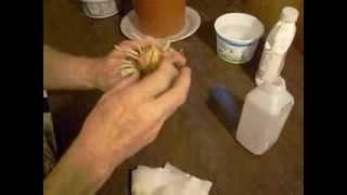 How to chip an amaryllis Hippeastrum bulb to get off sets 002