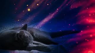 Cosmic Cat music for Cats and Cat owners (To chill with your cat)